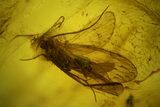 Fossil Caddisfly (Trichoptera) & Fly (Diptera) in Baltic Amber #145443-1